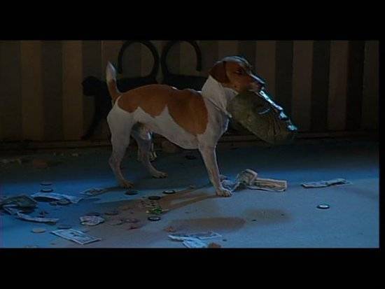 Джек-рассел-терьер. порода собаки из фильма «маска» - майло