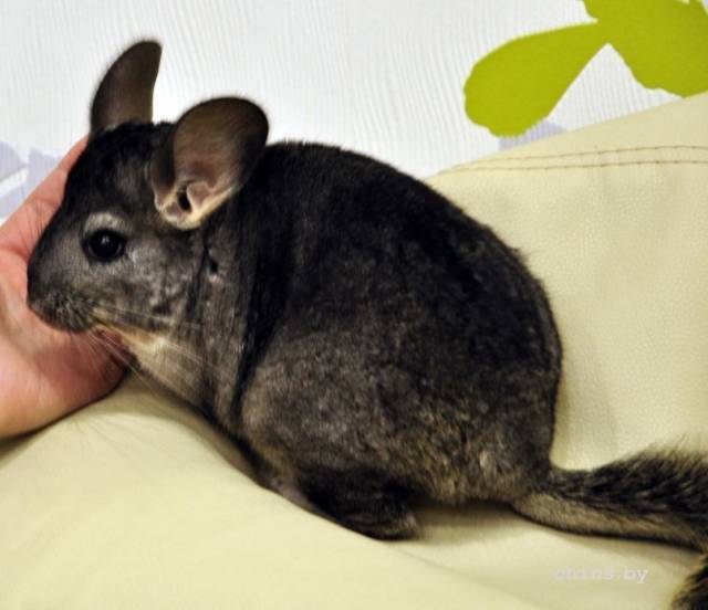 Кролик породы шиншилла — фото и описание, условия содержания