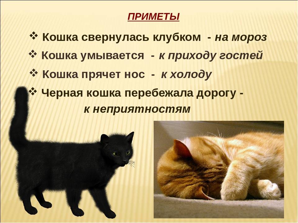 К чему появляется котенок дома: приметы про котов и кошек