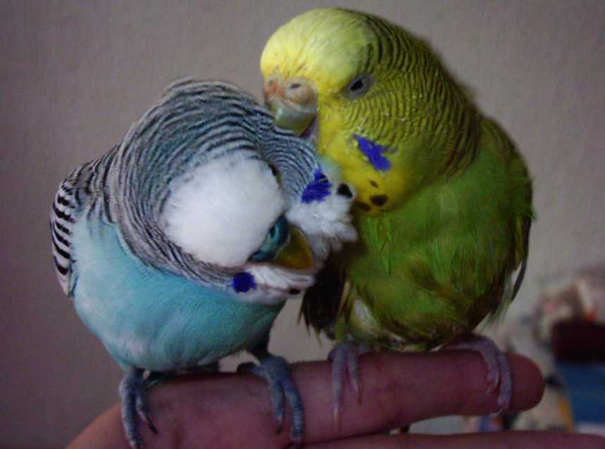 Обсуждение, как размножаются попугаи в домашних условиях. как способствовать спариванию? - твой питомец