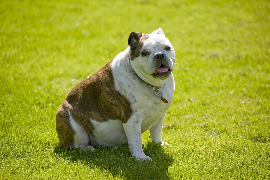 Как помочь собаке похудеть и поддерживать идеальный вес?