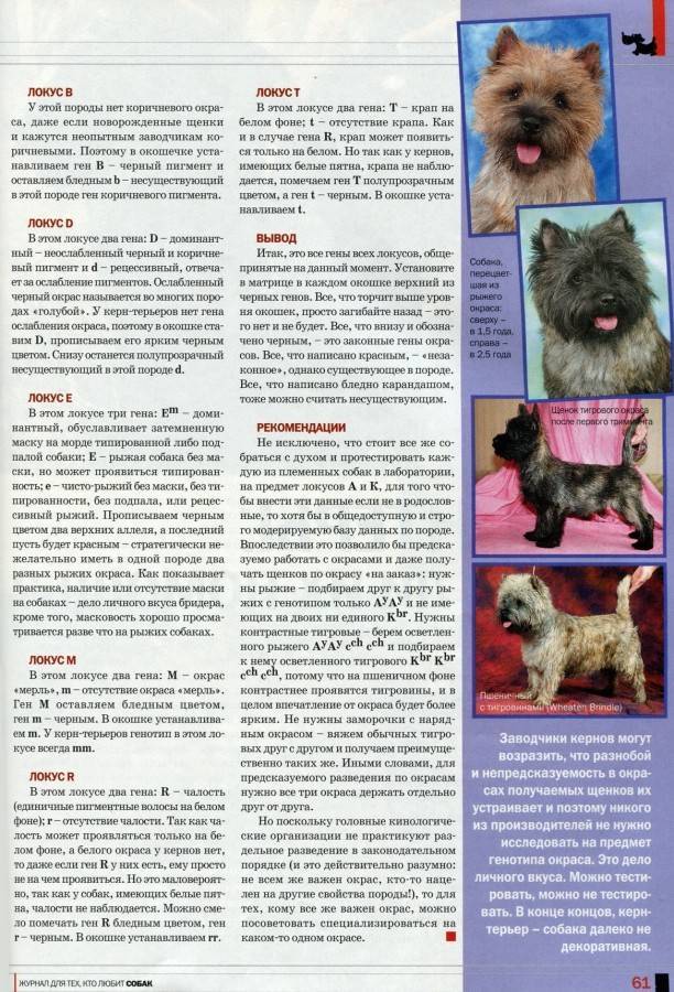 Керн-терьер : описание породы собак с фото и видео