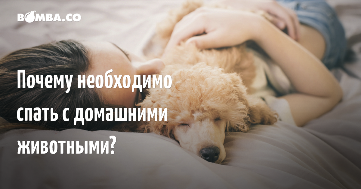 Собака спит на кровати, для кого вредно, а кому полезно