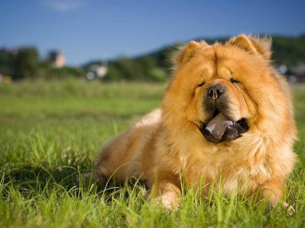 Порода собаки с синим языком: как выглядит чау-чау