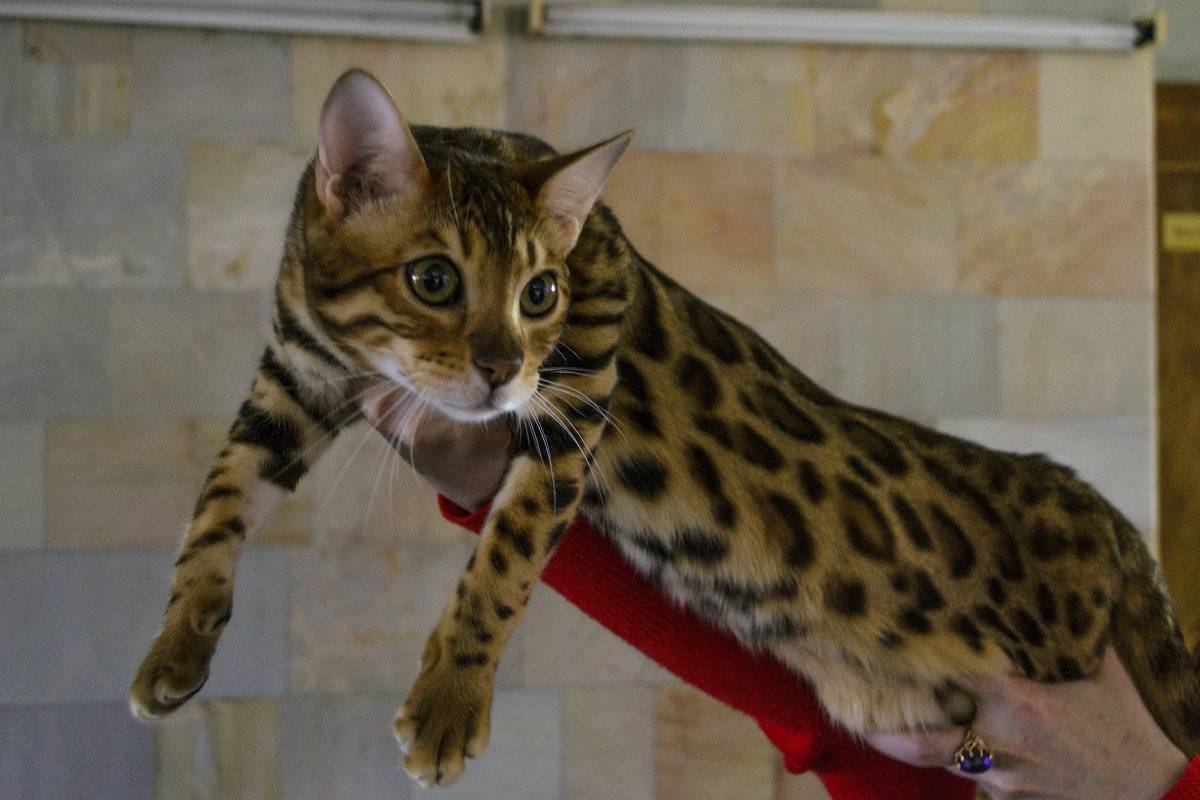 8 пород кошек с леопардовым окрасом