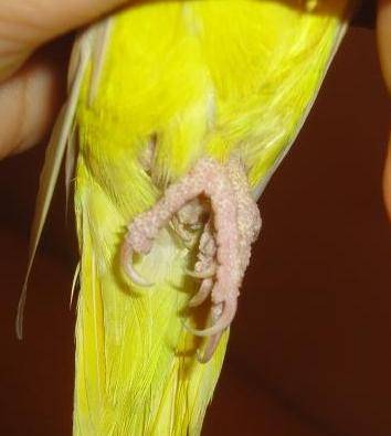Симптомы и методы лечения клеща у попугая