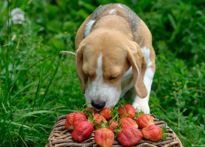 Какие овощи и фрукты можно давать собакам, а какие нельзя