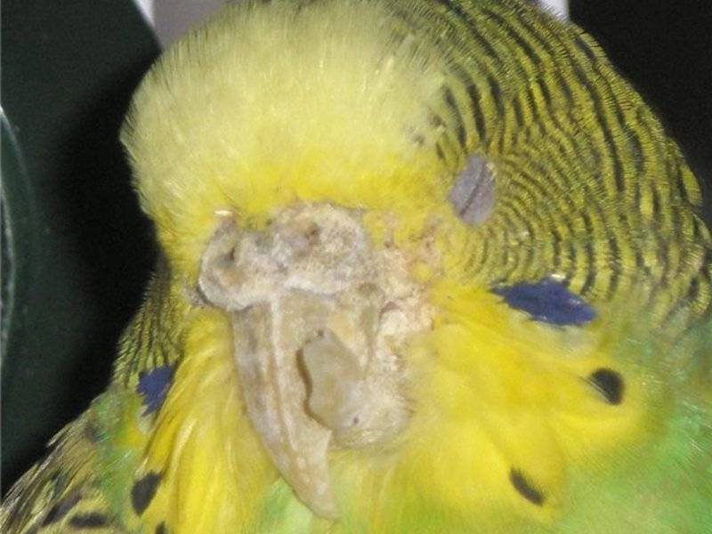 Волнистый попугай нахохлился и прячет голову под крыло, причины