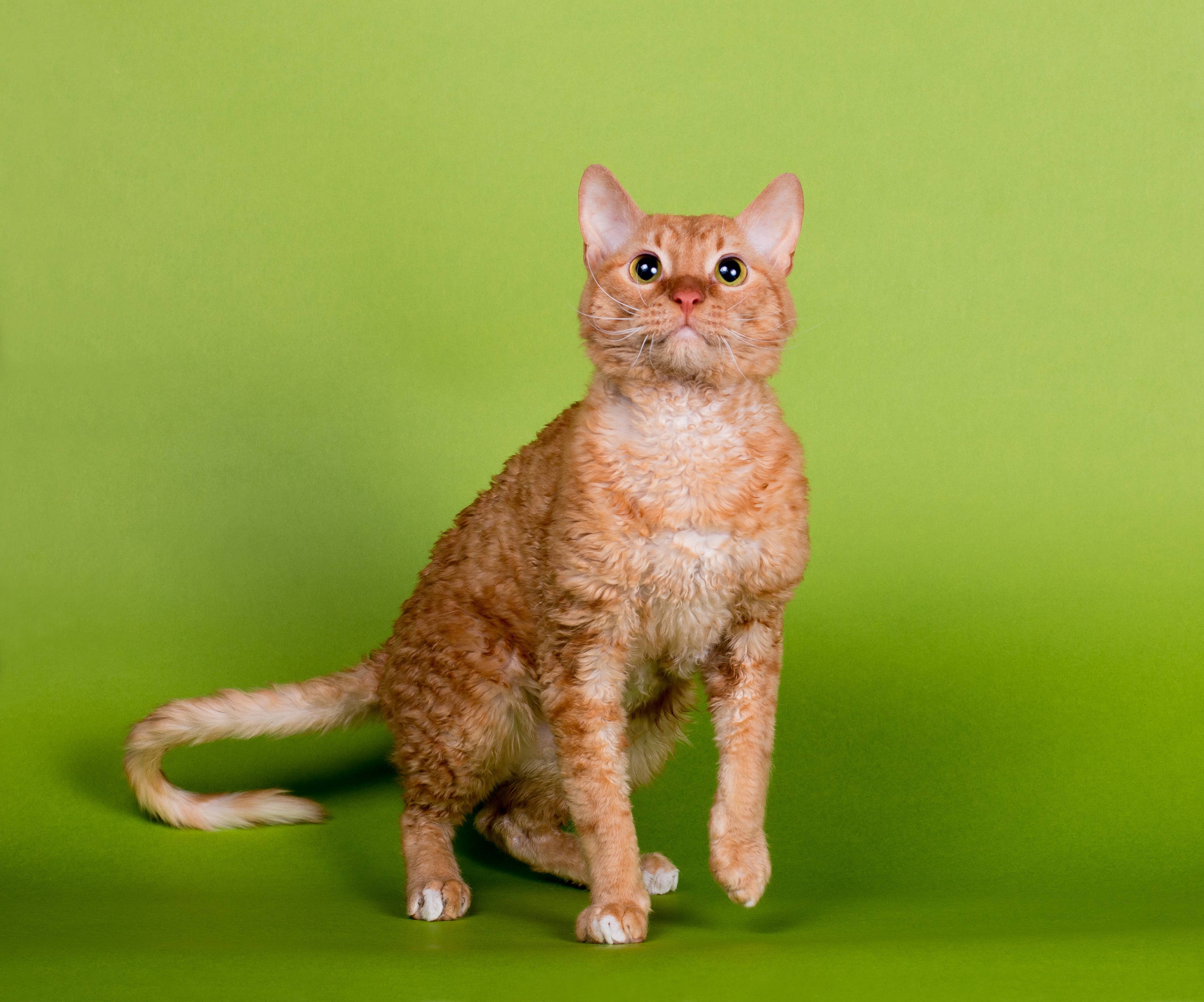 Кошка уральский рекс - описание породы, фото, отзывы владельцев, описание, характеристики, характер