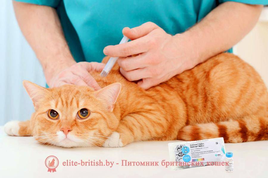 Комплексная прививка для кошек: что входит, отзывы, цена