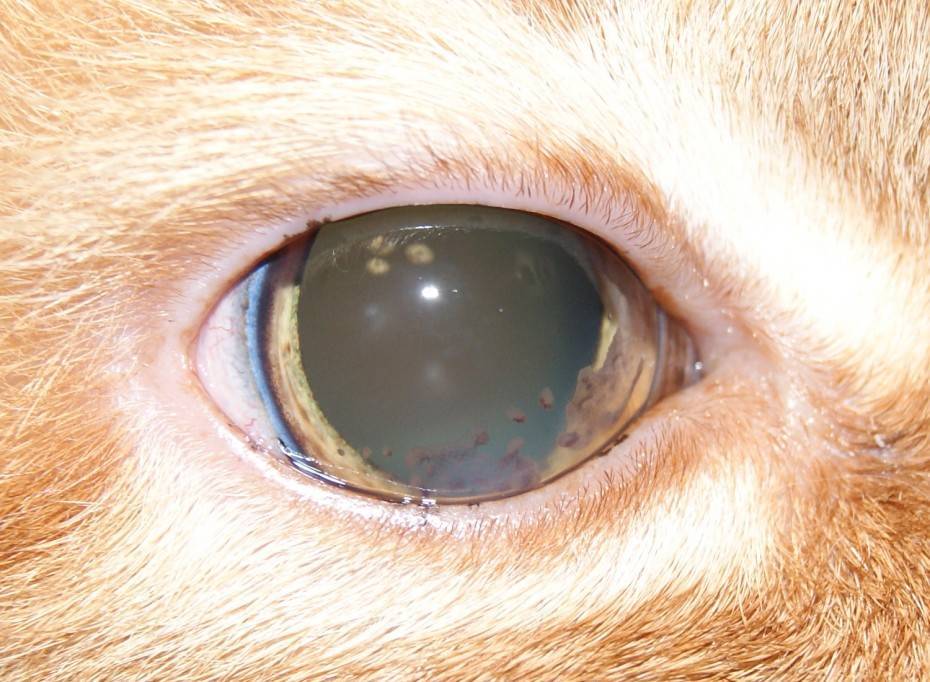 Глаукома у собак и кошек
