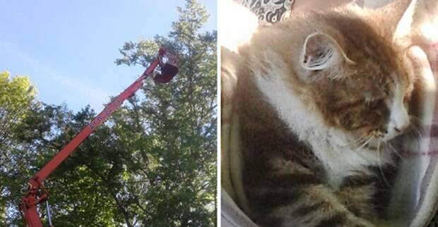 Как снять кошку с дерева, службы снимающие кота с высокого дерева