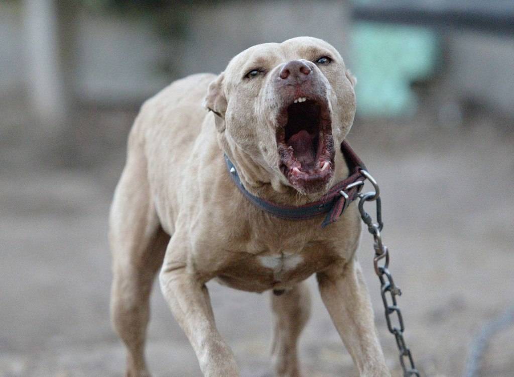 Самые опасные собаки в мире ? топ 30 пород собак убийц с фото и описанием | petguru