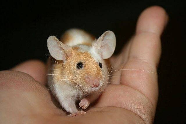 Мышь – описание и внешние характеристики домашних и диких особей