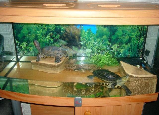 Как оборудовать аквариум для красноухой черепахи