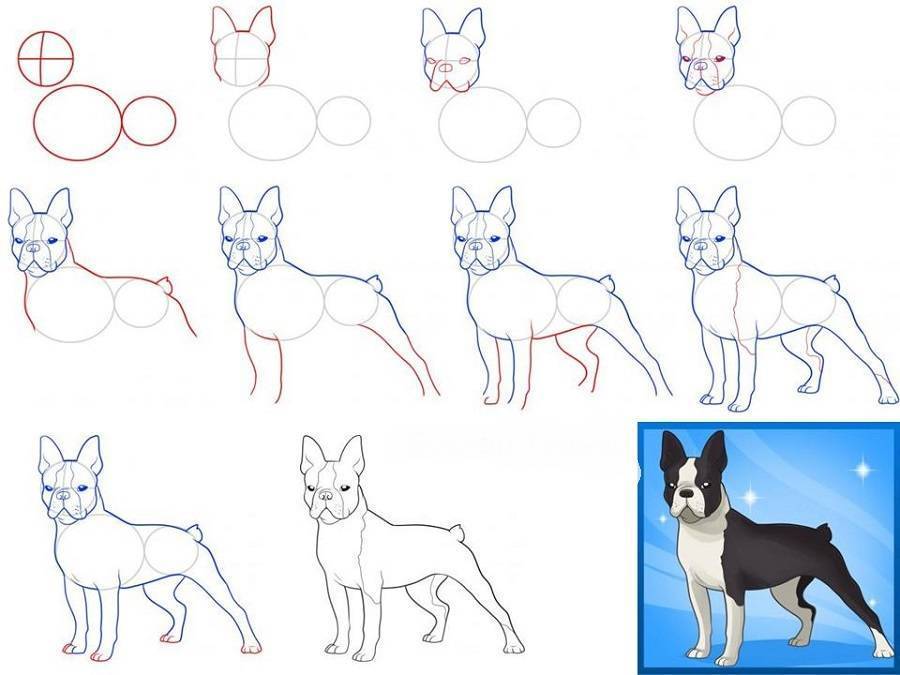 Как легко и красиво нарисовать собаку символ 2018 года карандашом и красками: мастер-классы для детей и начинающих художников