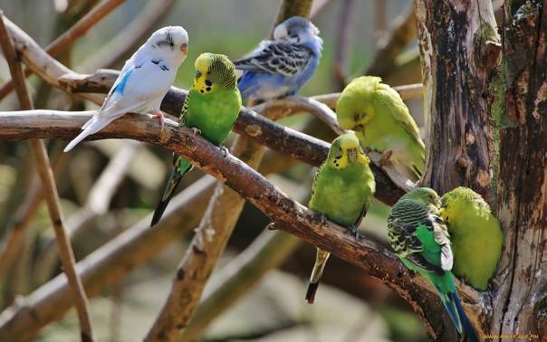 Продолжительность жизни волнистых попугаев