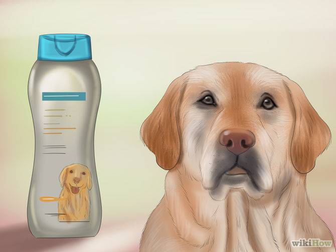 Как избавиться от запаха собаки в квартире