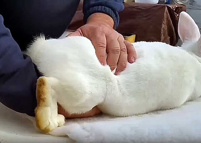 Почему у кроликов отнимаются задние лапы и что делать?
