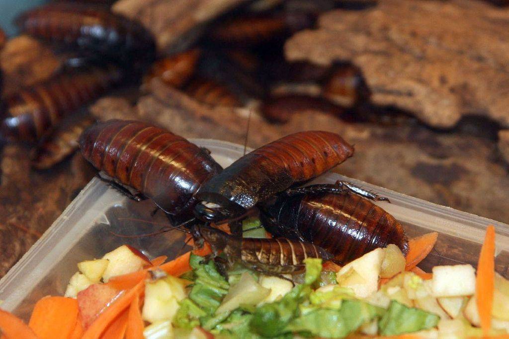 Мадагаскарские шипящие тараканы: содержание и уход