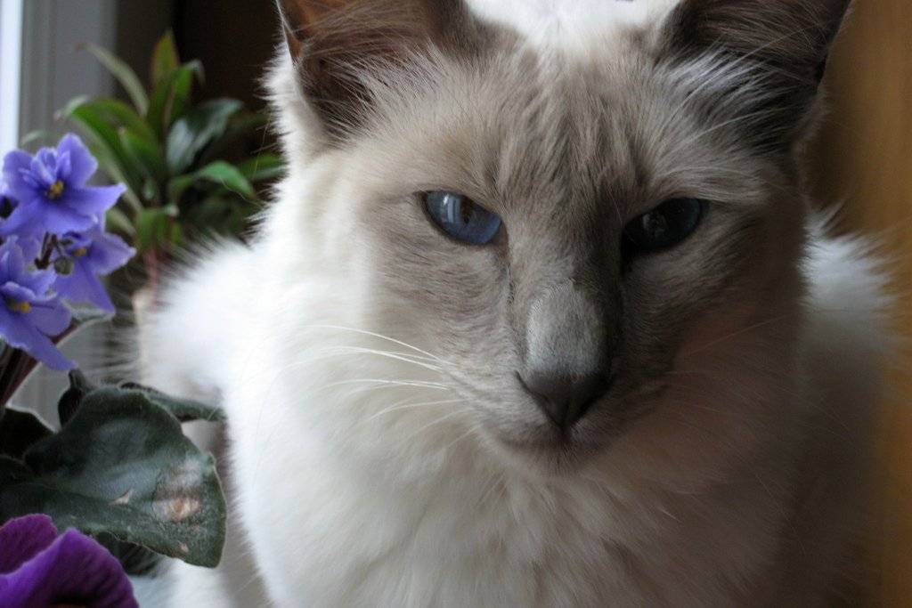 Балинезийская кошка: фото, описание породы, характер, здоровье, уход и содержание