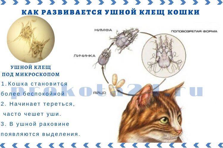 Отодектоз, ушной клещ, «ушная чесотка» у животных: симптомы, лечение | евровет