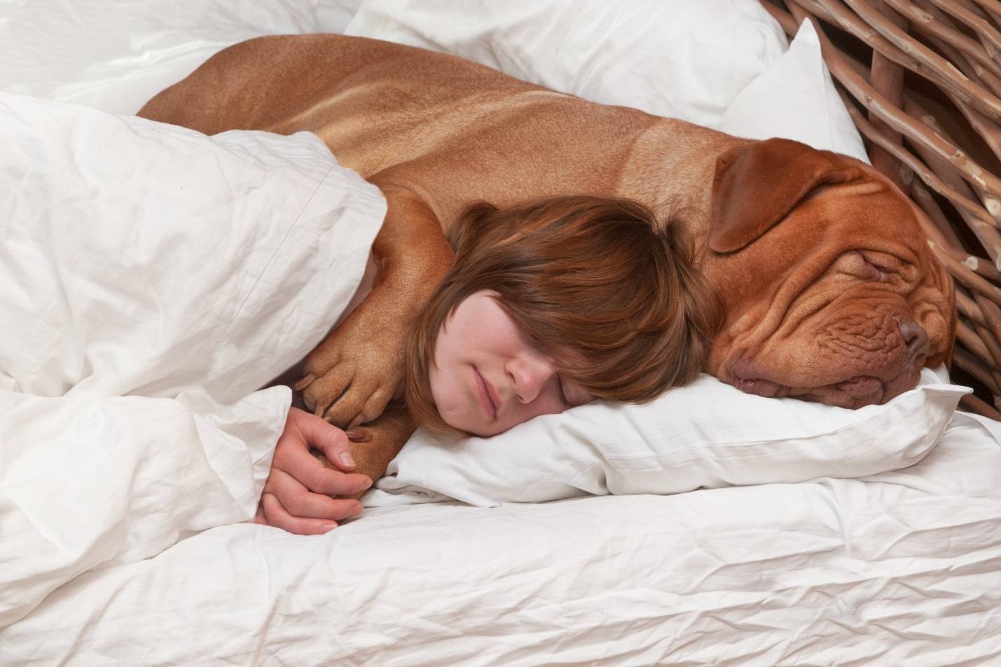 Как отучить собаку спать на кровати | dogkind.ru