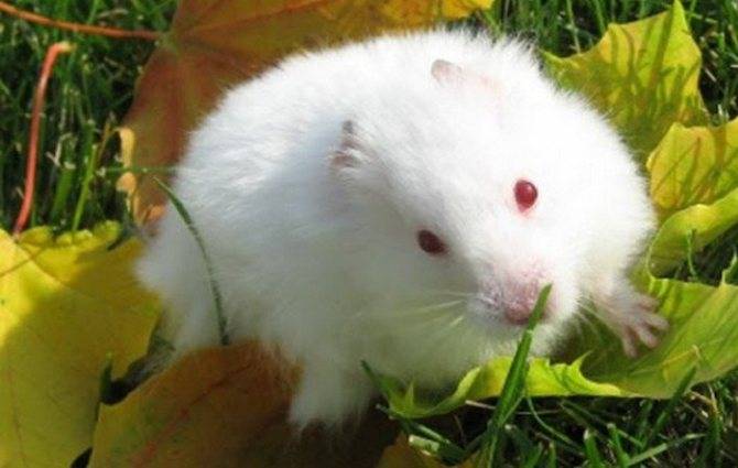 ᐉ белые хомяки альбиносы с красными глазами (описание и фото) - zoopalitra-spb.ru
