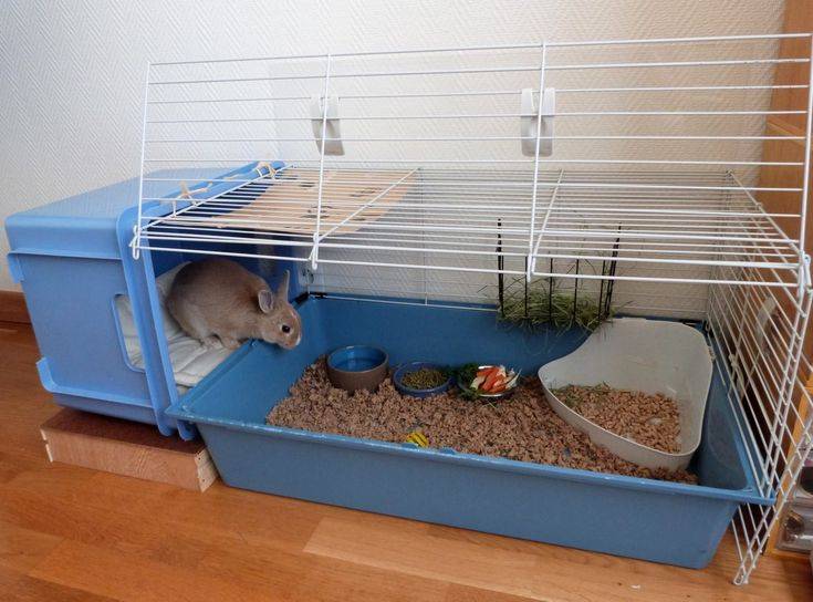 Как содержать кролика в квартире