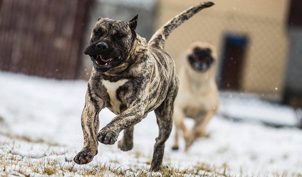 Самые агрессивные породы собак – pet-mir.ru