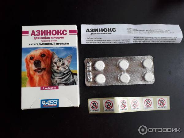 Обзор ветеринарного препарата: азинокс для кошек
