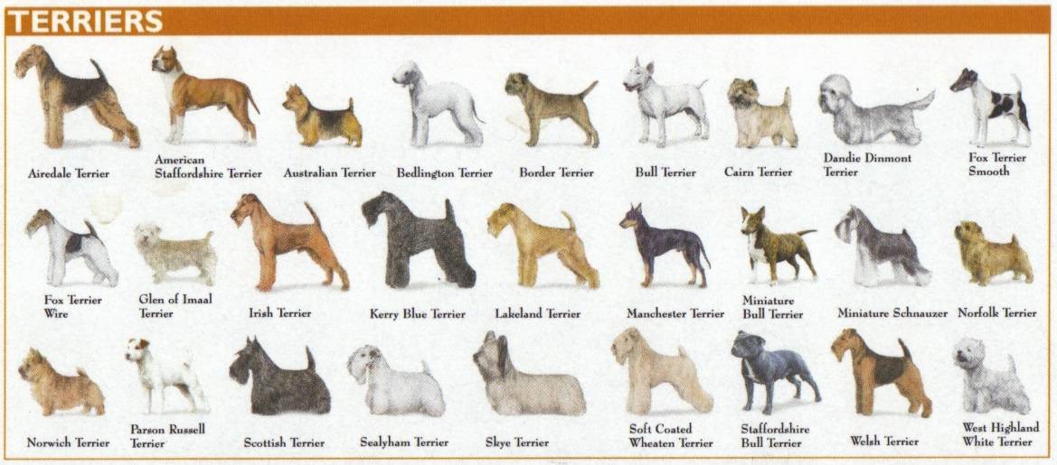 Породы собак средних размеров