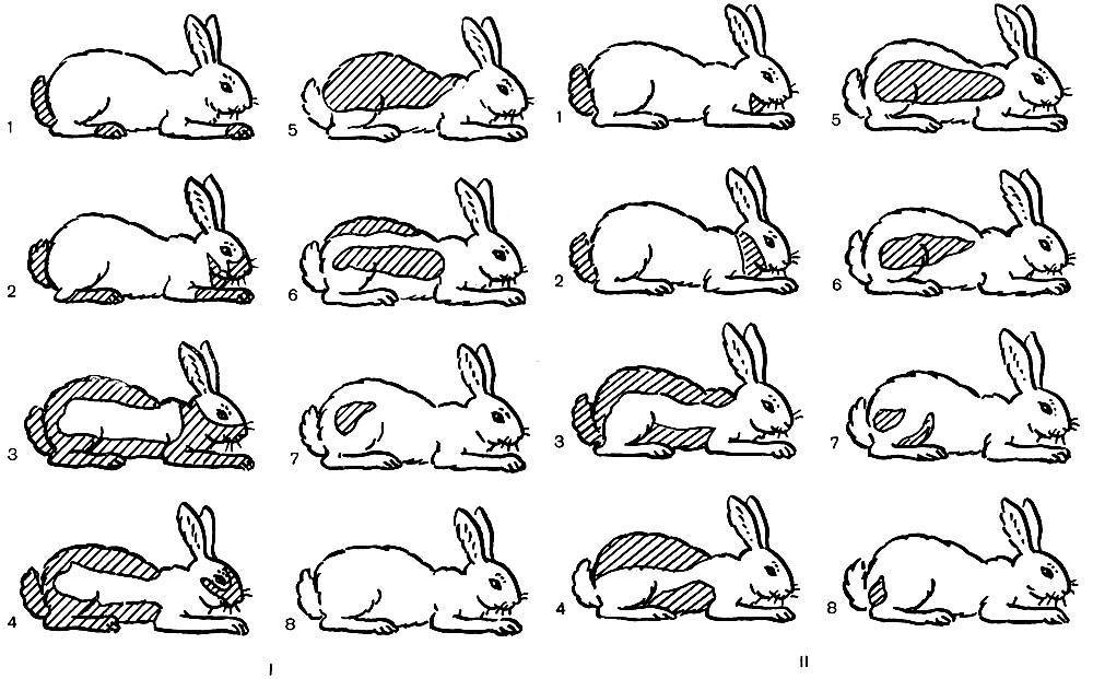 Как самостоятельно определить пол кролика