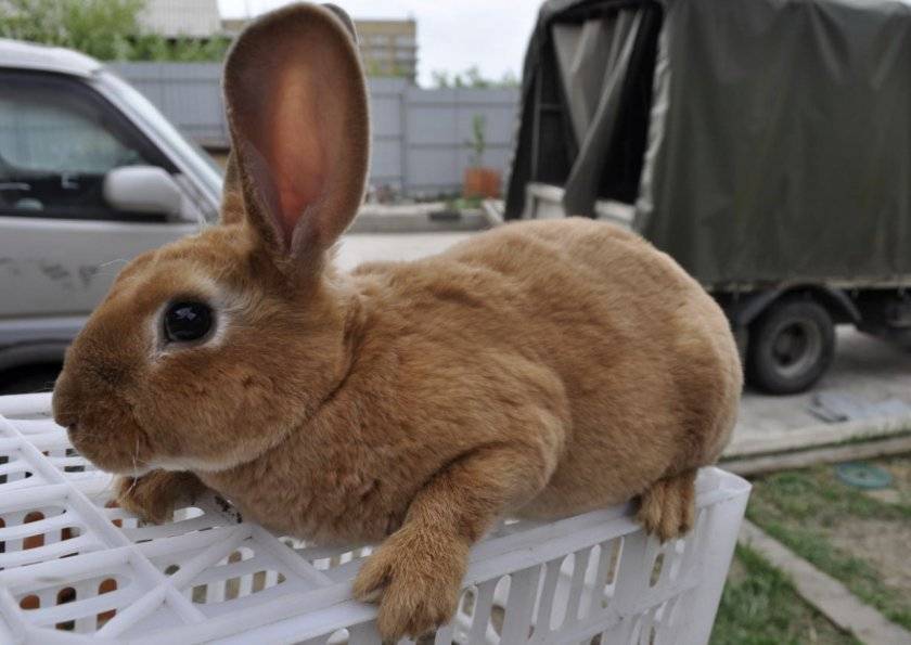 Сколько лет живут декоративные кролики в домашних условиях