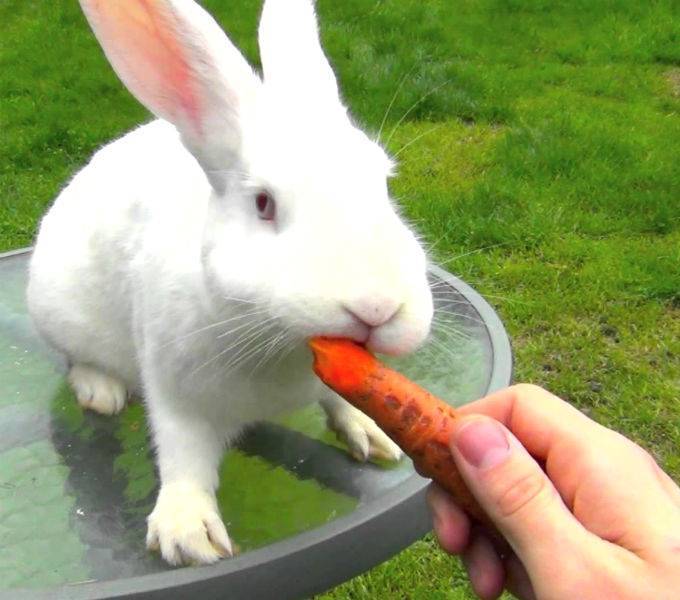 Можно ли кроликам морковь: в чём польза и вред, как часто давать