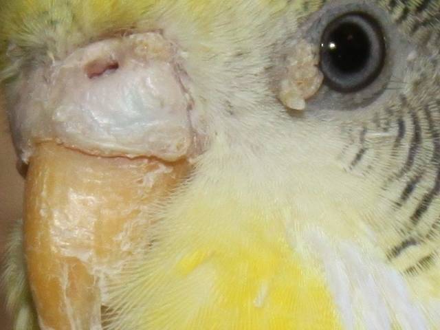 Опухолевые болезни у волнистых попугаев