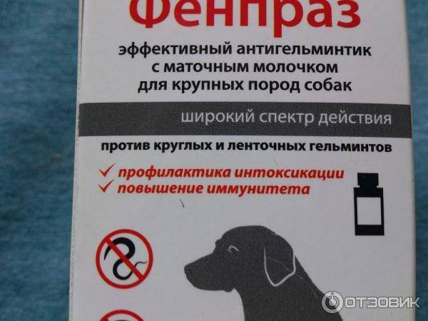 Как правильно использовать фенпраз для собак, чтобы не навредить?