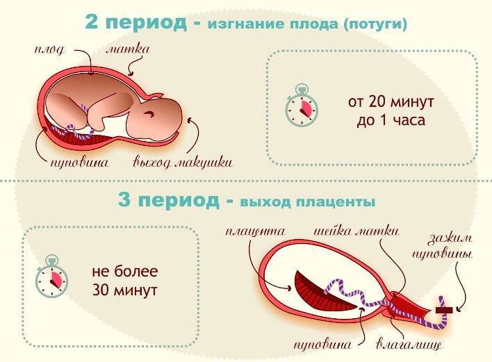 Важные факты о беременности и родах джунгарских хомячков