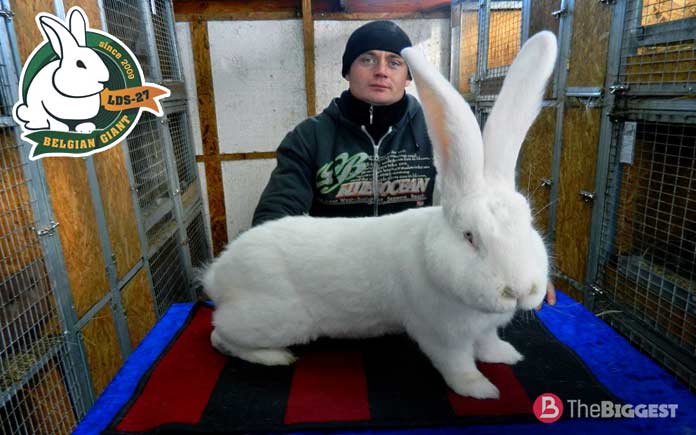 Кролики великаны: фото и советы по разведению