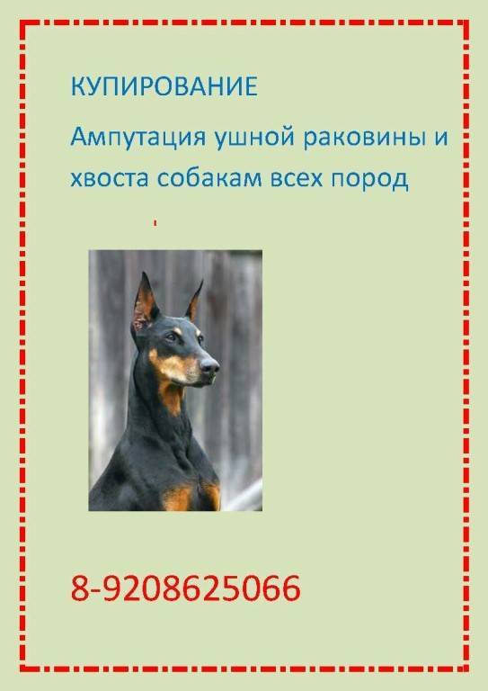 ᐉ купирование хвостов и ушей у собак - ➡ motildazoo.ru