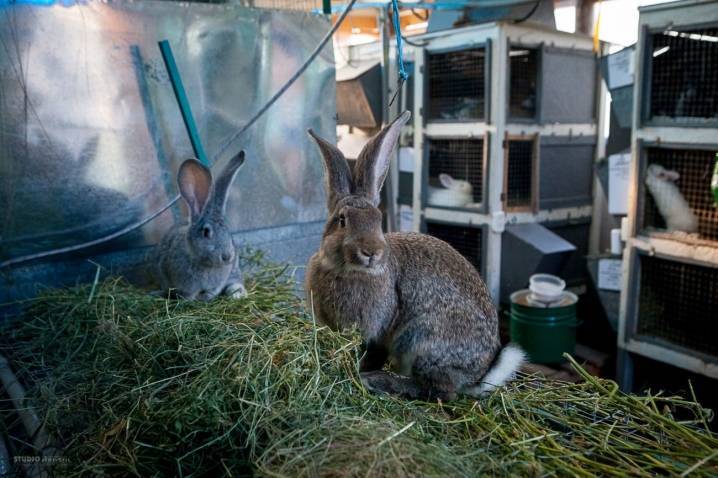 Кролики великаны разведение выращивание кормление - мечети мира