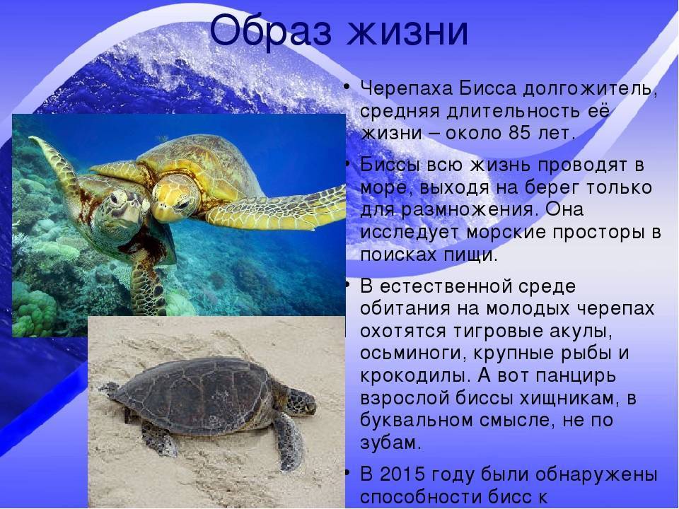 ᐉ интересные факты о красноухих черепахах для детей и взрослых - zoopalitra-spb.ru