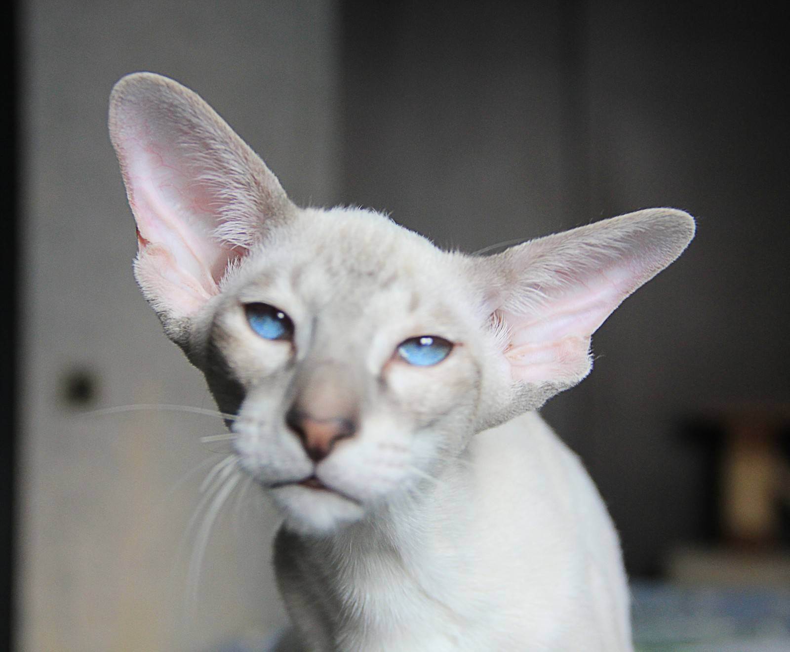 Коты с большими ушами фото название породы