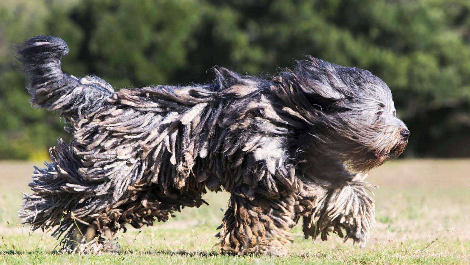 Бергамская овчарка – фото собаки, описание породы, цена