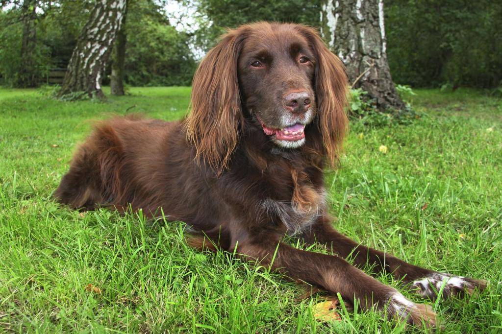 Лангхаар (немецкая длинношерстная легавая) — фото, описание породы собак, характеристика