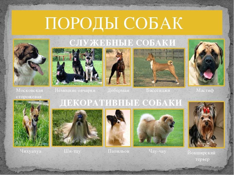 Наиболее распространенные породы собак, их характеристики и фото