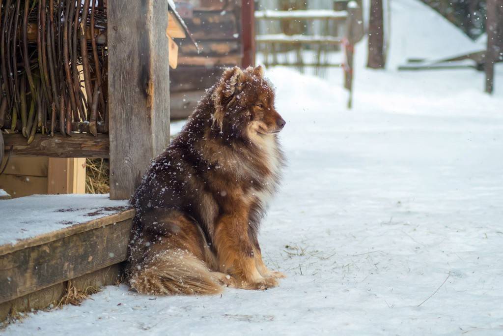 Ненецкая лайка(оленегонный шпиц) — описание, характеристика, фото | все о собаках