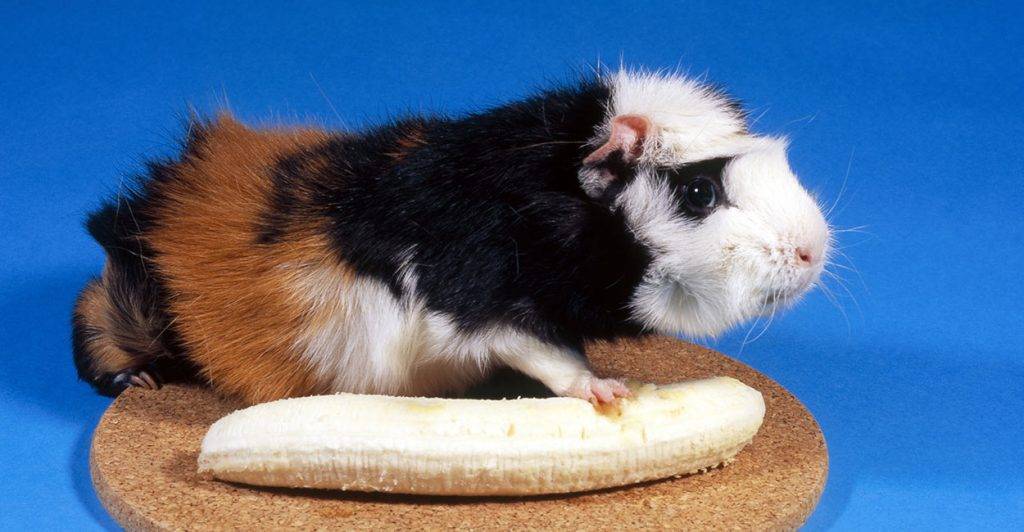 Можно ли морской свинке банан и почему
