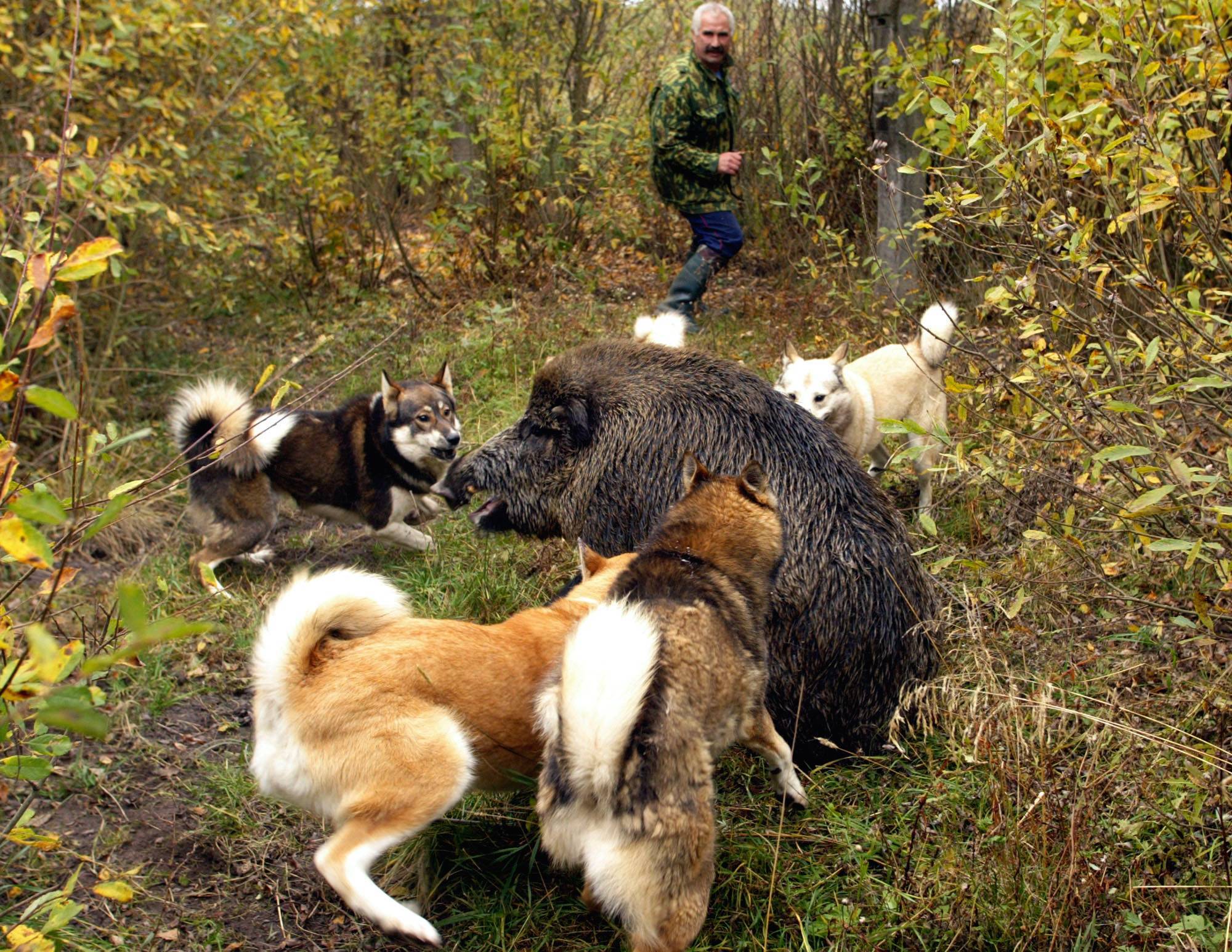 Охота с лайкой: на кого можно охотиться с собаками этой породы?