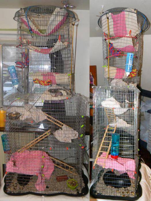 Выбор и обустройство клетки для домашней крысы - люблю хомяков